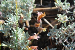 Aphyllon fasciculatum