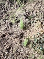 Mononeuria cumberlandensis