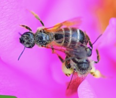 Andrena thaspii