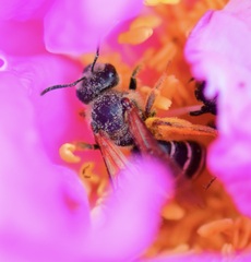 Andrena thaspii