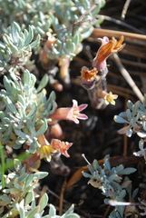 Aphyllon fasciculatum