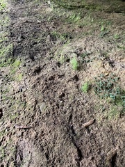 Mononeuria cumberlandensis