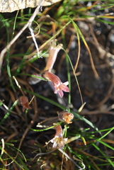 Aphyllon fasciculatum