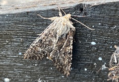 Apamea monoglypha