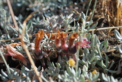 Aphyllon fasciculatum