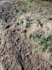 Mononeuria cumberlandensis