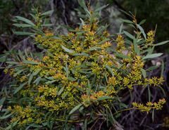 Eucalyptus foecunda foecunda