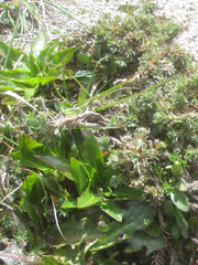 Hypochaeris sessiliflora