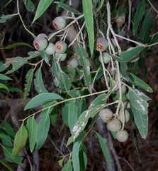 Eucalyptus todtiana
