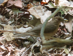 Turdus grayi