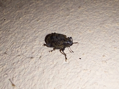 Pseudopiazurus centraliamericanus