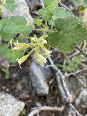 Ribes viscosissimum