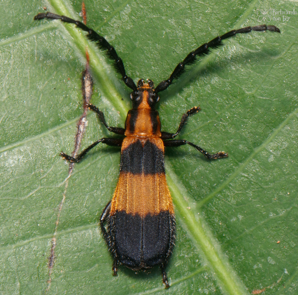 Cosmoplatidius bilineatus