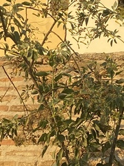Nicotiana glauca
