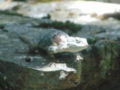 Sceloporus torquatus binocularis
