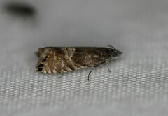 Sereda tautana