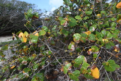 Coccoloba uvifera