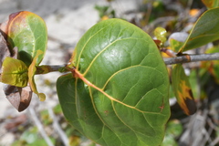 Coccoloba uvifera