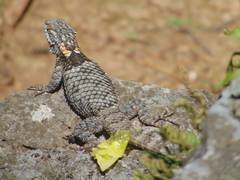 Sceloporus torquatus binocularis