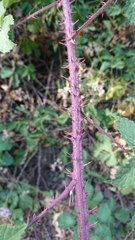 Rubus carpetanus