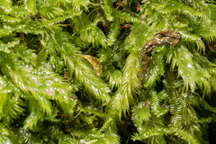 Leucobryum javense