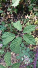 Rubus carpetanus