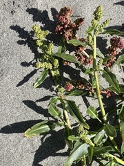 Rumex crassus
