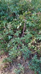 Rubus carpetanus
