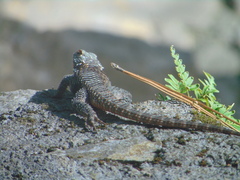 Sceloporus torquatus binocularis