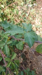 Rubus carpetanus