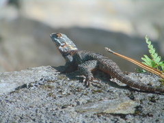Sceloporus torquatus binocularis