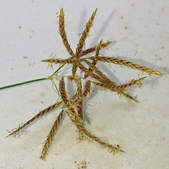 Cyperus