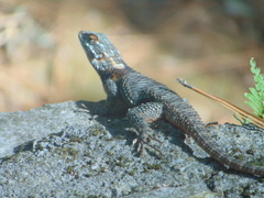 Sceloporus torquatus binocularis