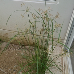 Cyperus