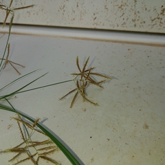 Cyperus
