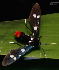 Syntomeida epilais