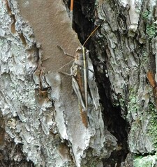 Schistocerca alutacea