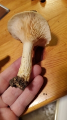 Lactarius maculatipes