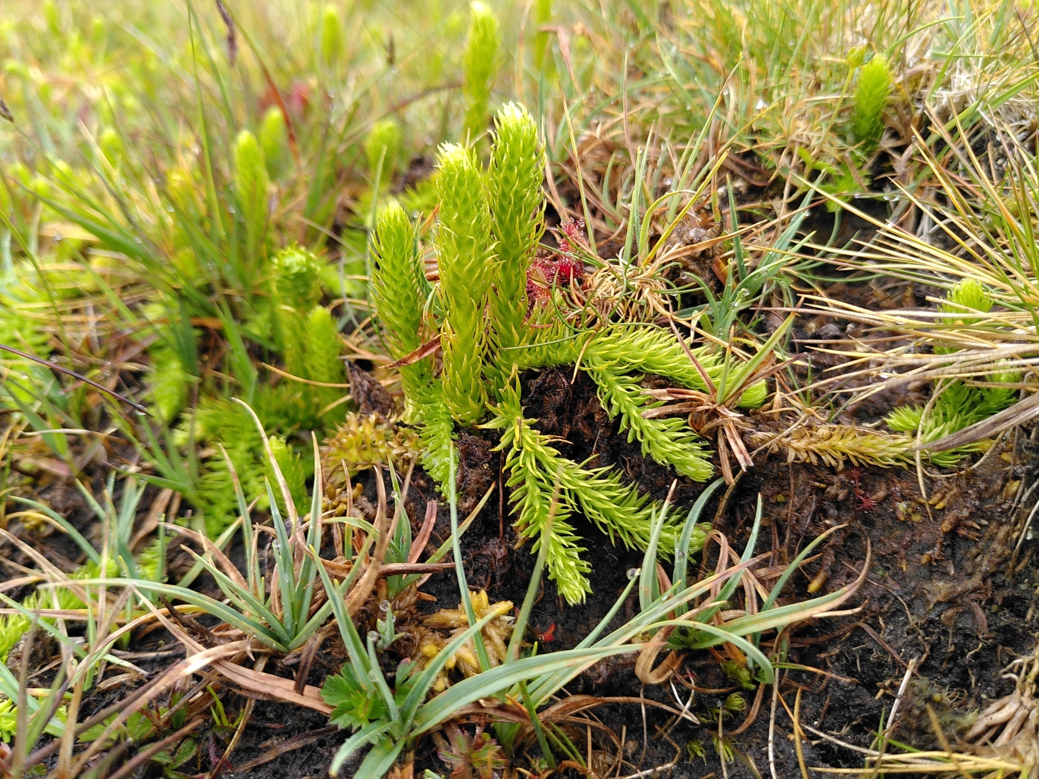 Lycopodiella inundata