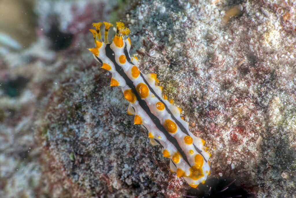 Photo of Giant Black Sea Cucumber (Pearsonothuria graeffei)