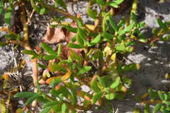 Sesuvium portulacastrum