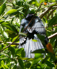 Quiscalus mexicanus