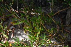 Sesuvium portulacastrum