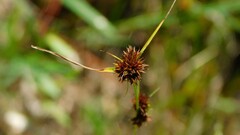 Rhynchospora cephalantha