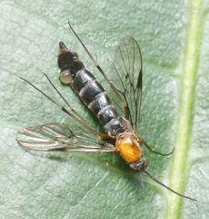 Olbiogaster
