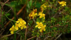 Hypericum brachyphyllum
