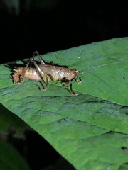 Eschatoceras