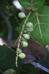 Coccoloba uvifera