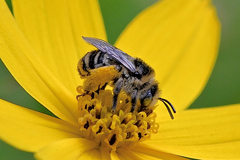 Melissodes microstictus