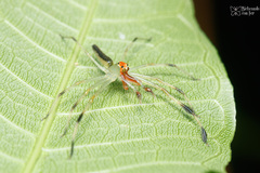 Lyssomanes